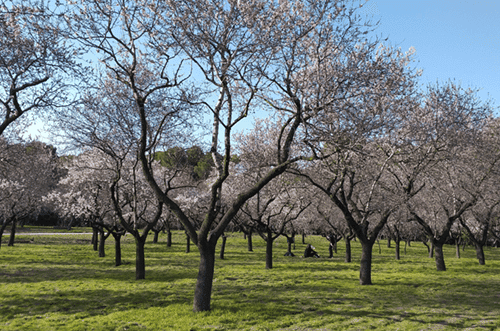 la quinta de los molinos - parques madrid - almendros en flor madrid