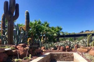 desert city - parques en madrid - cactus en madrid