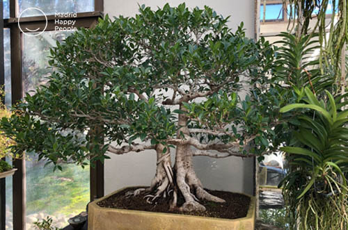 museo del bonsái alcobendas madrid