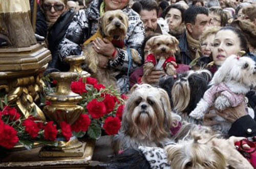 San Antón Madrid - fiestas san antón - programación fiestas san antón - patrón de los animales
