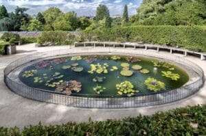 real jardín botánico de madrid - nenúfares tropicales
