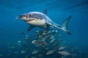 exposición tiburones madrid