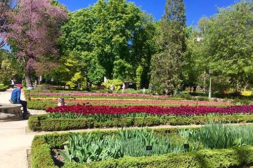 real jardín botánico madrid - jardines en madrid - parques en madrid - tulipanes jardín botánico madrid