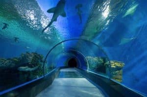 atlantis aquarium - acuario de madrid - planes con niños madrid