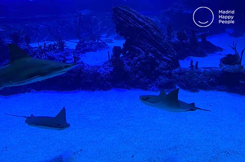 atlantis aquarium - acuario de madrid - planes con niños madrid - acuario xanadú - aquarium atlantis