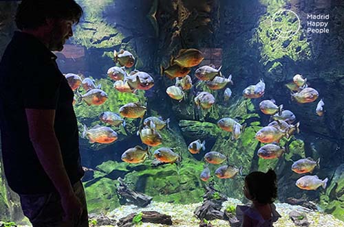 atlantis aquarium - acuario de madrid - planes con niños madrid
