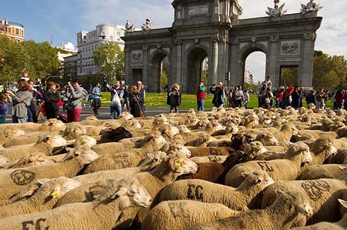 trashumancia madrid - ovejas en madrid - fiesta de la trashumancia madrid