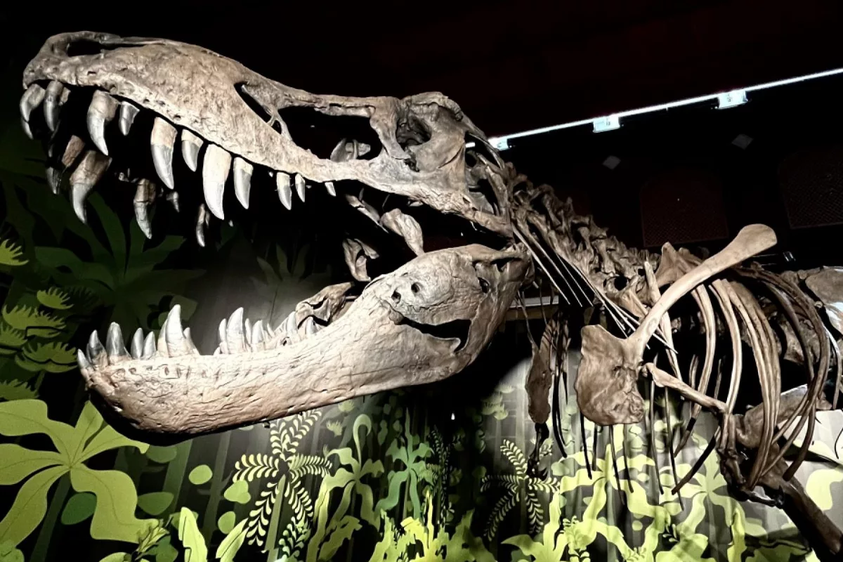 exposición dinosaurios madrid - exposición Cazadores de dragones - exposiciones madrid 2024