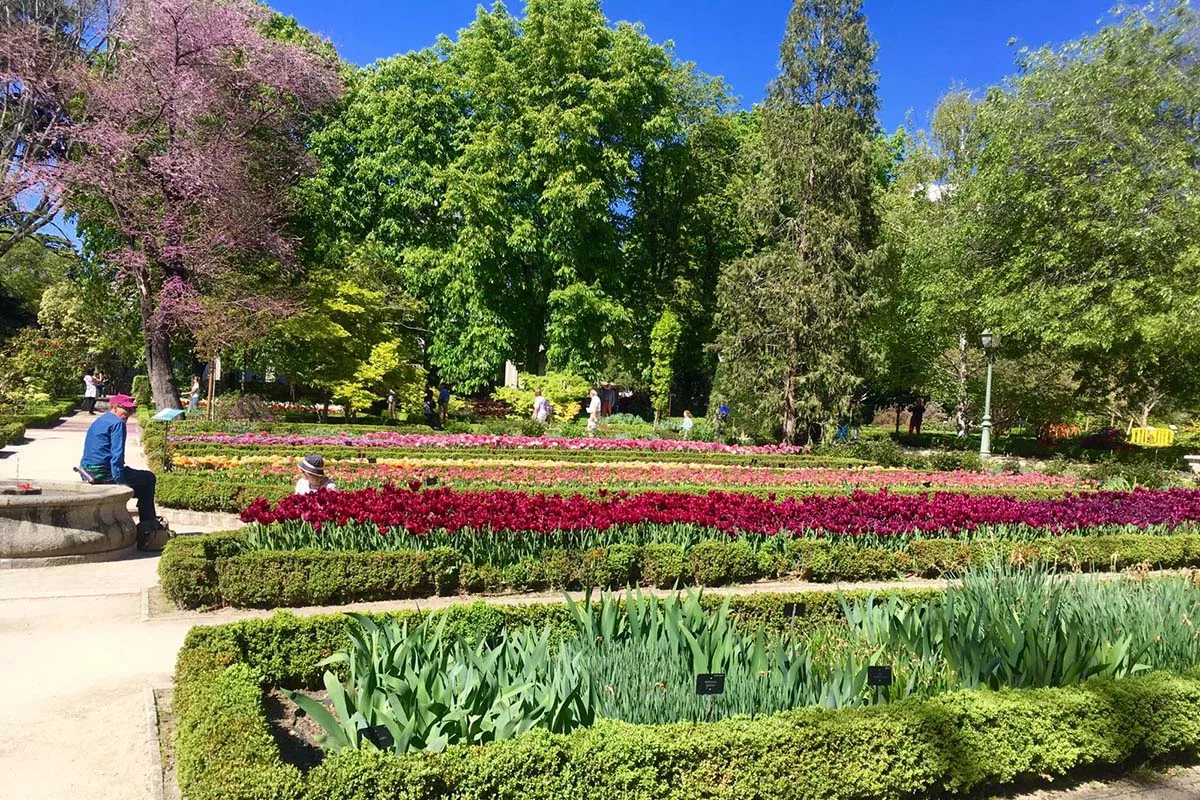 real jardín botánico madrid - jardines madrid - tulipanes madrid