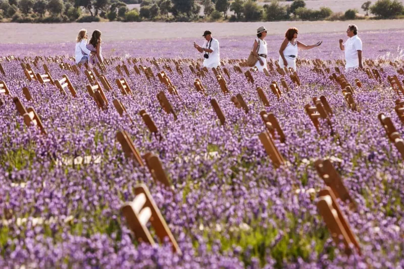 Festival de La Lavanda en Brihuega Guadalajara