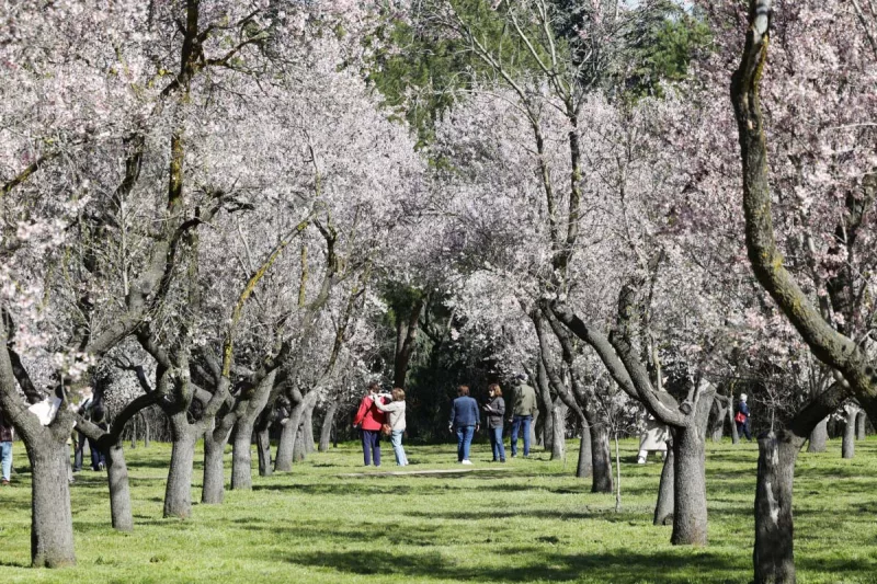 quinta de los molinos - parque almendros madrid