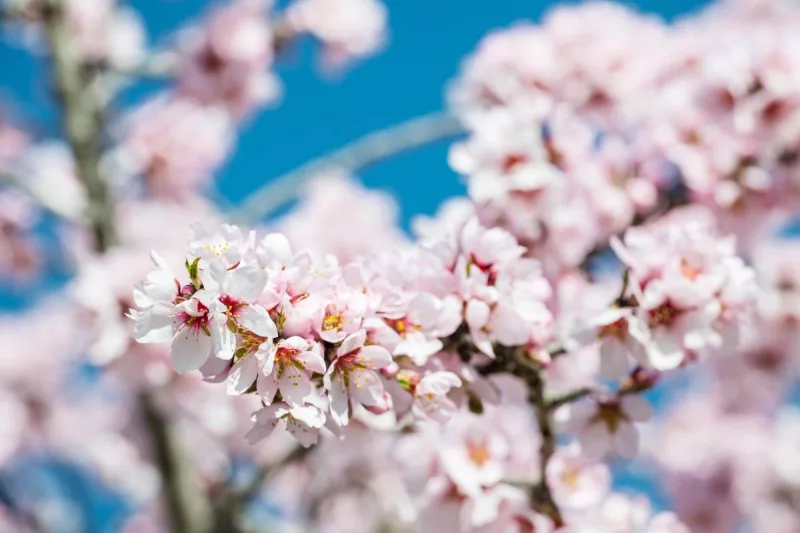parque almendros madrid quinta de los molinos
