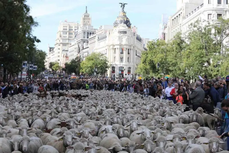 cuándo es la trashumancia madrid