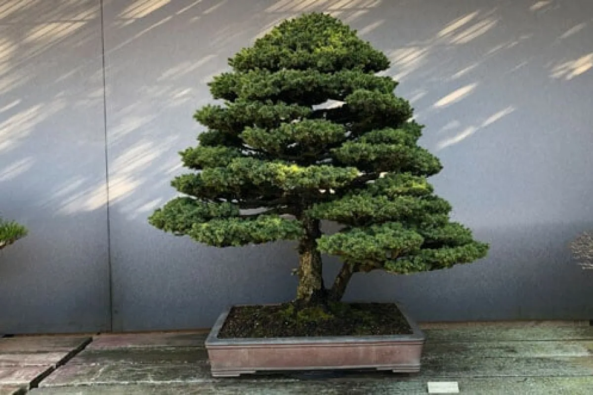 Museo del Bonsái - museos en madrid