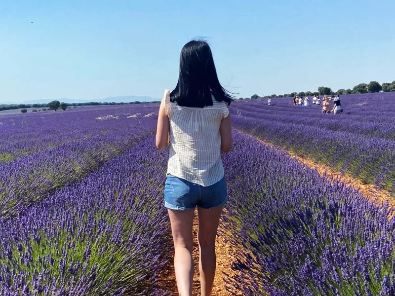 Campos de lavanda Brihuega